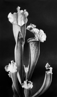 Sarracenia, 2010